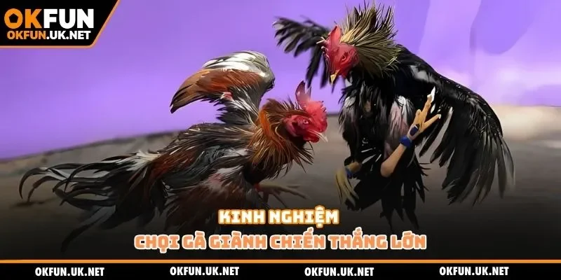 Kinh nghiệm chọi gà giành chiến thắng lớn
