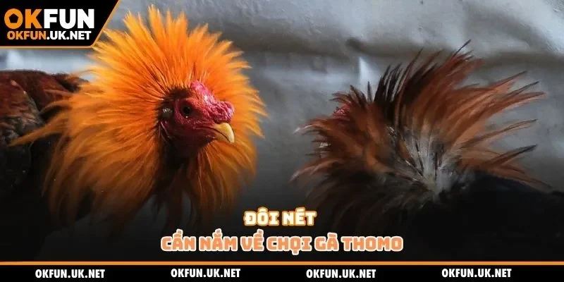 Đôi nét cần nắm về chọi gà Thomo