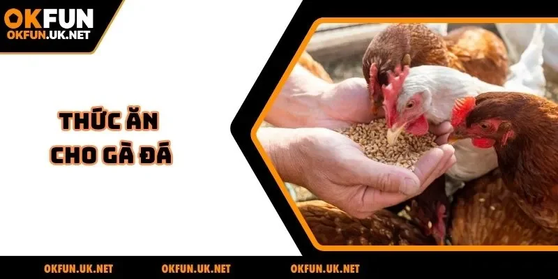 Thức ăn cho gà đá