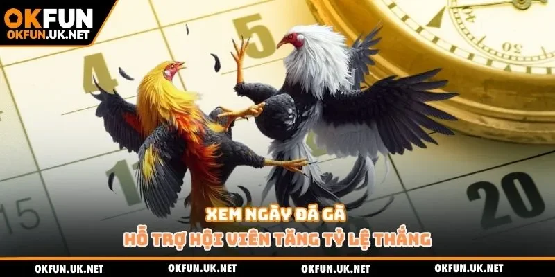 Xem ngày đá gà hỗ trợ hội viên tăng tỷ lệ thắng